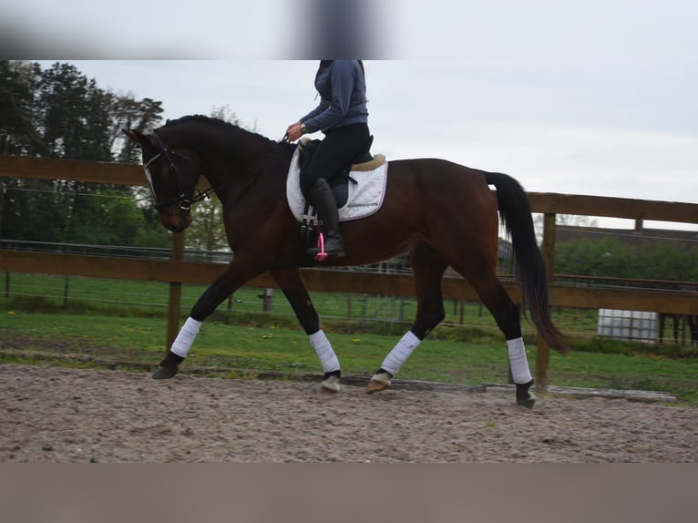 Zangersheide Caballo castrado 6 años 170 cm Castaño oscuro in Achtmaal