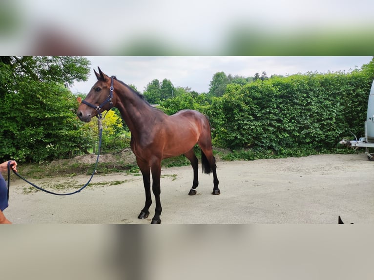 Zangersheide Caballo castrado 6 años 170 cm Castaño oscuro in Regau