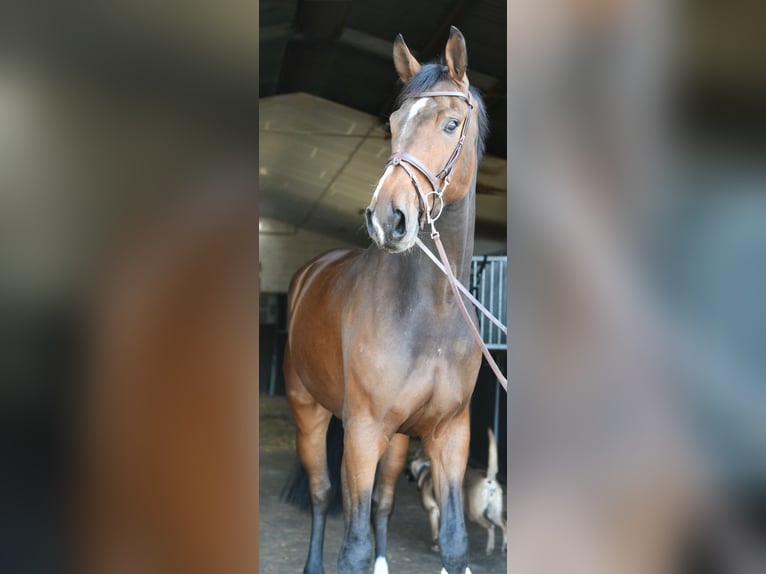 Zangersheide Caballo castrado 6 años 170 cm Castaño oscuro in Geilenkirchen