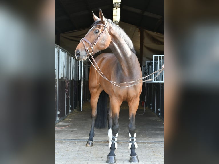 Zangersheide Caballo castrado 6 años 170 cm Castaño oscuro in Geilenkirchen