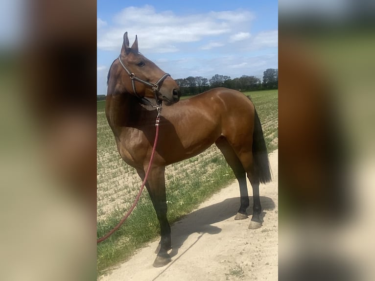 Zangersheide Caballo castrado 6 años 170 cm Castaño oscuro in Hechtel Eksel