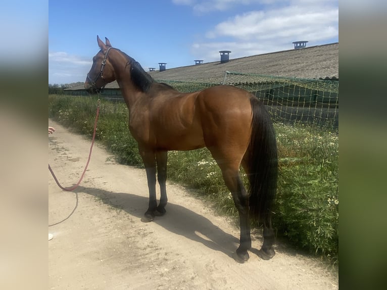 Zangersheide Caballo castrado 6 años 170 cm Castaño oscuro in Hechtel Eksel