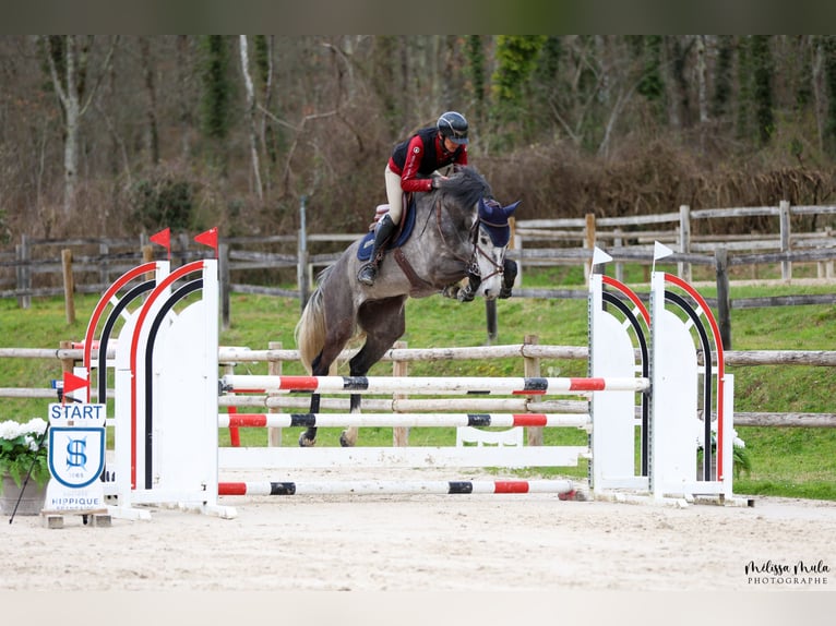 Zangersheide Caballo castrado 6 años 170 cm Tordo in Marmande