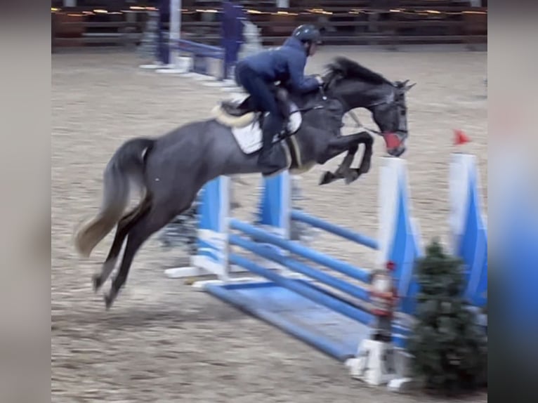 Zangersheide Caballo castrado 6 años 170 cm Tordo in Marmande