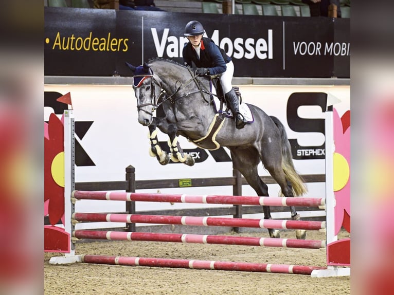 Zangersheide Caballo castrado 6 años 170 cm Tordo in Marmande