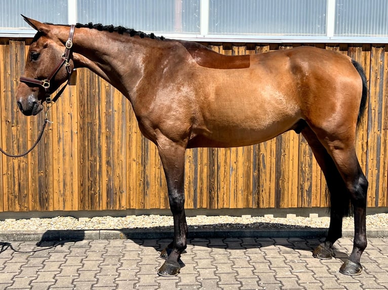 Zangersheide Caballo castrado 6 años 171 cm Castaño in Gundelfingen an der Donau