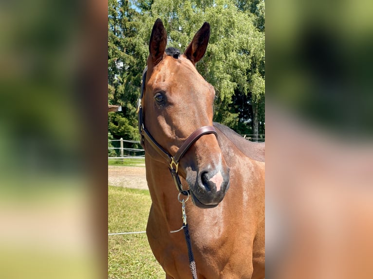 Zangersheide Caballo castrado 6 años 171 cm Castaño in Gundelfingen an der Donau