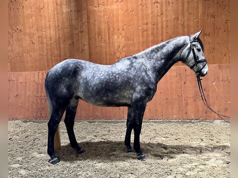 Zangersheide Caballo castrado 6 años 171 cm Tordo in Schömberg