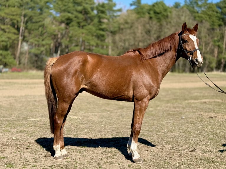 Zangersheide Caballo castrado 6 años 172 cm Alazán in Grevesmühlen