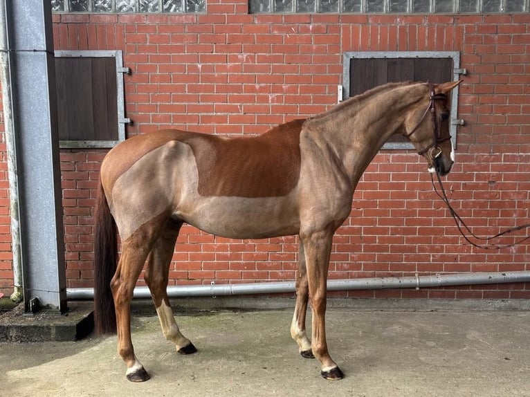 Zangersheide Caballo castrado 6 años 172 cm Alazán in Ellerhoop