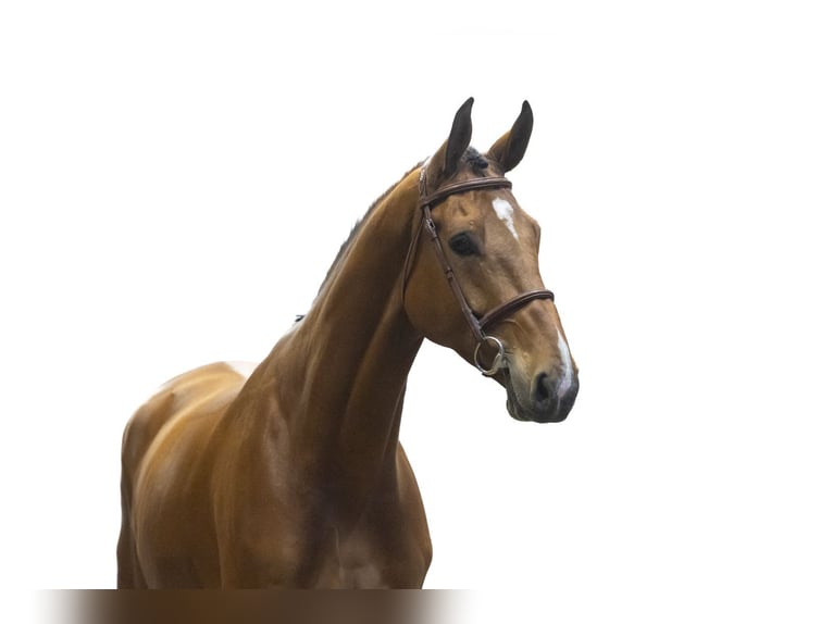 Zangersheide Caballo castrado 6 años 172 cm  in Waddinxveen