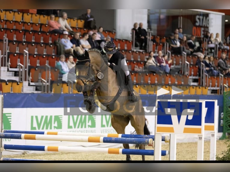 Zangersheide Caballo castrado 6 años 172 cm Castaño in Hasbergen
