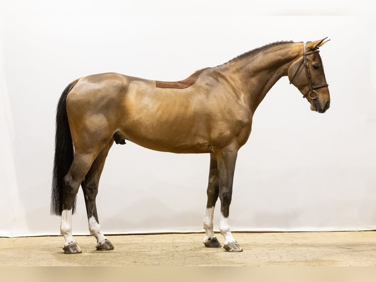 Zangersheide Caballo castrado 6 años 172 cm Castaño in Waddinxveen