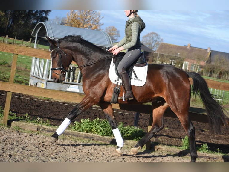 Zangersheide Caballo castrado 6 años 172 cm Castaño oscuro in Achtmaal