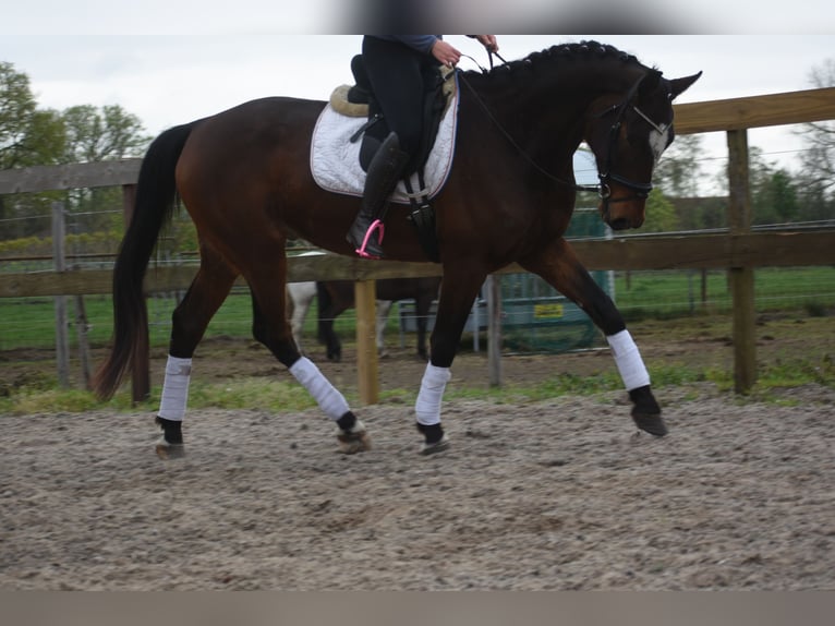 Zangersheide Caballo castrado 6 años 172 cm Castaño oscuro in Achtmaal