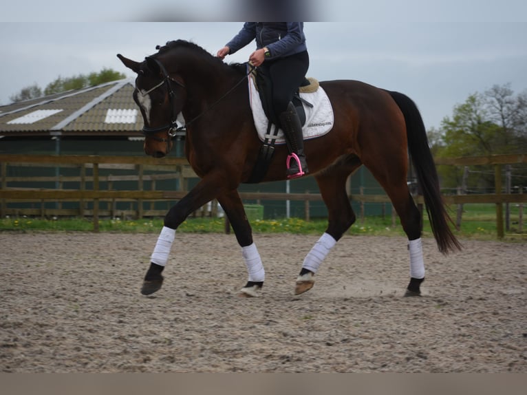 Zangersheide Caballo castrado 6 años 172 cm Castaño oscuro in Achtmaal