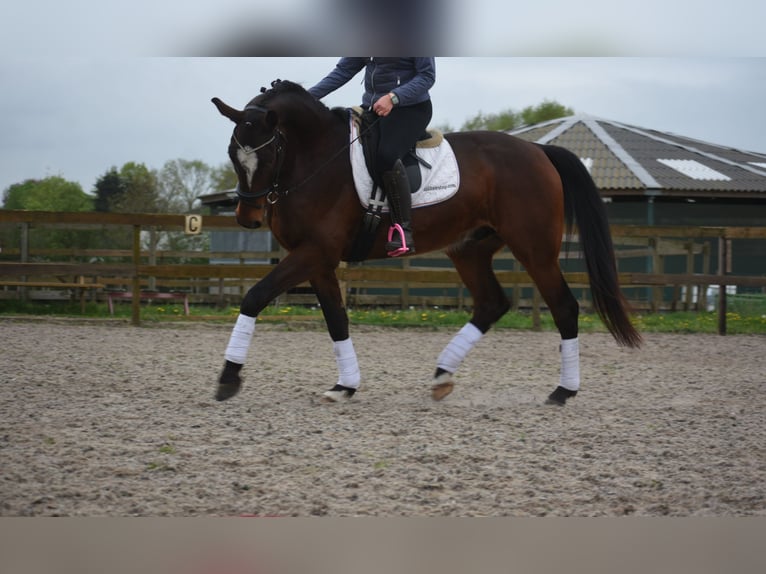 Zangersheide Caballo castrado 6 años 172 cm Castaño oscuro in Achtmaal