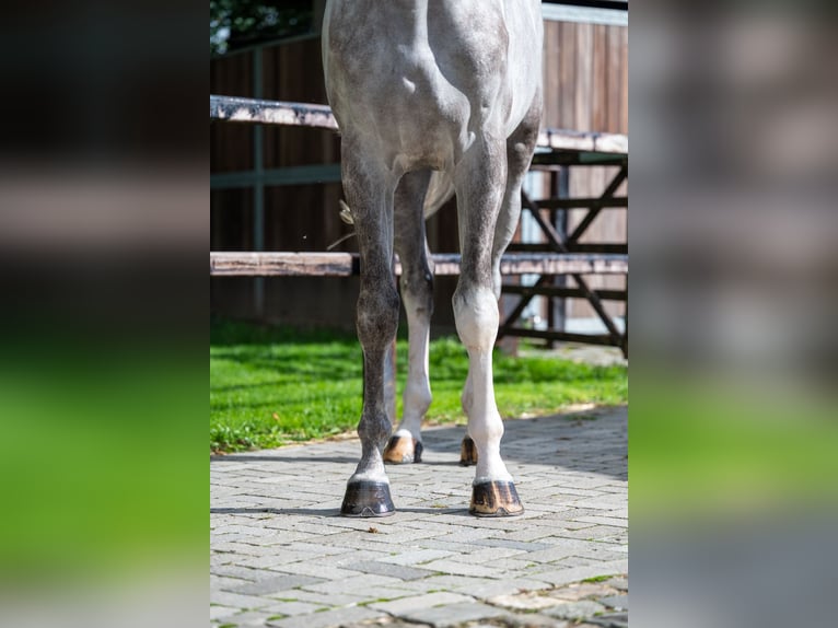 Zangersheide Caballo castrado 6 años 172 cm Tordo in GROTE-BROGEL