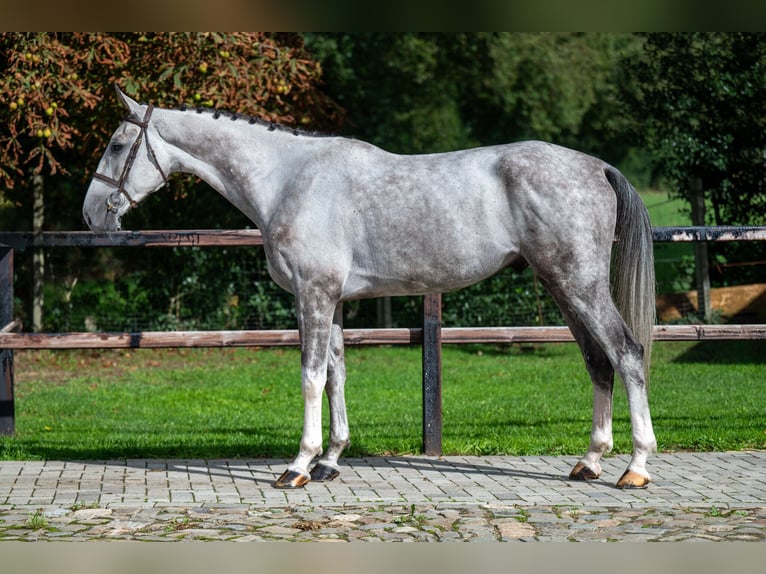 Zangersheide Caballo castrado 6 años 172 cm Tordo in GROTE-BROGEL