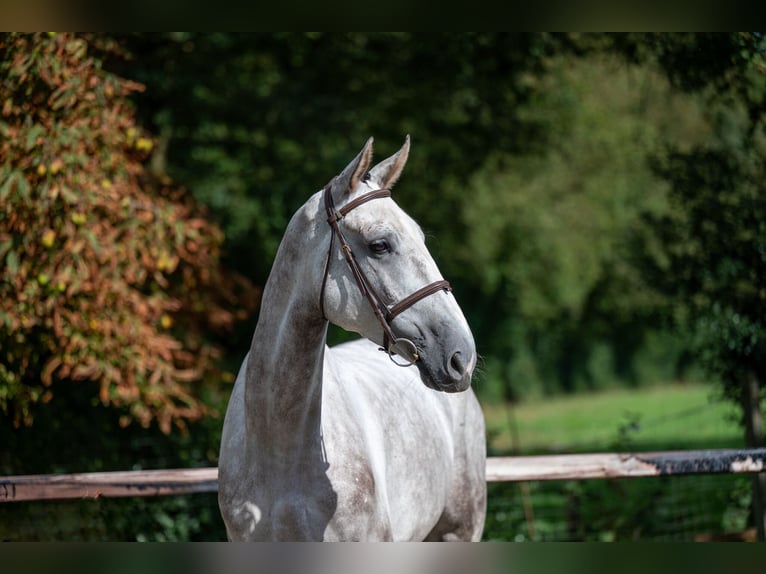 Zangersheide Caballo castrado 6 años 172 cm Tordo in GROTE-BROGEL