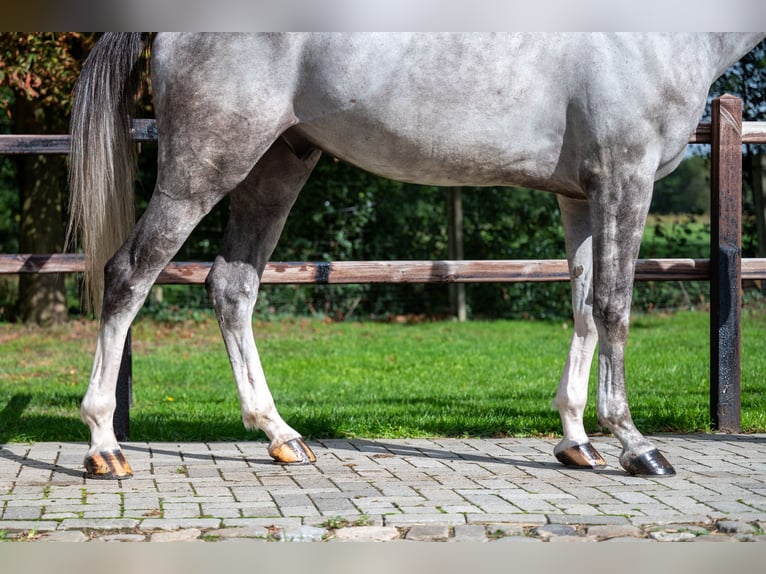 Zangersheide Caballo castrado 6 años 172 cm Tordo in GROTE-BROGEL