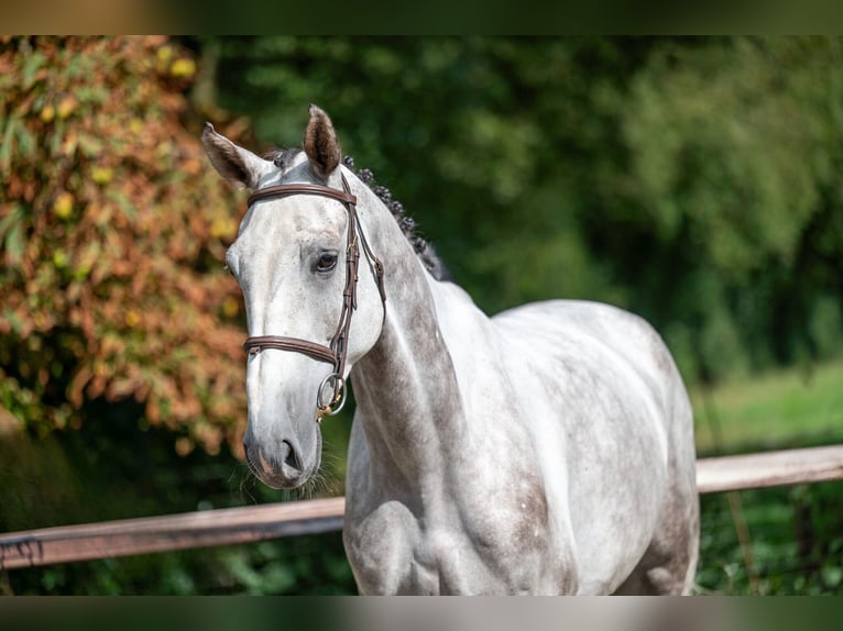 Zangersheide Caballo castrado 6 años 172 cm Tordo in GROTE-BROGEL