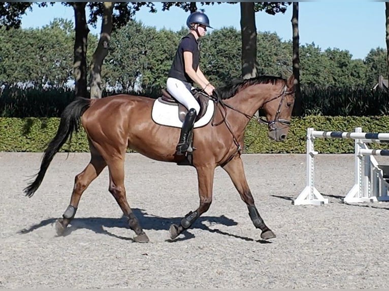 Zangersheide Caballo castrado 6 años 173 cm  in Waddinxveen