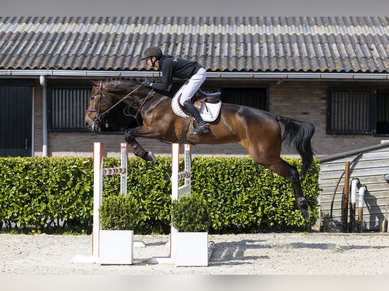 Zangersheide Caballo castrado 6 años 173 cm  in Waddinxveen