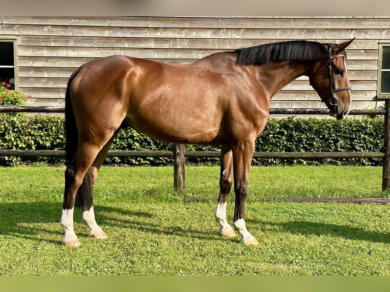 Zangersheide Caballo castrado 6 años 173 cm Castaño in Bladel