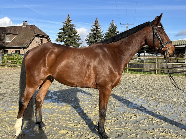 Zangersheide Caballo castrado 6 años 173 cm Castaño in Kevelaer