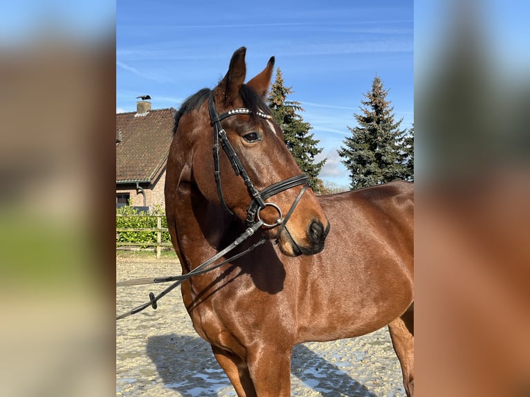 Zangersheide Caballo castrado 6 años 173 cm Castaño in Kevelaer