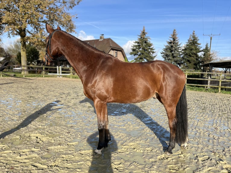 Zangersheide Caballo castrado 6 años 173 cm Castaño in Kevelaer