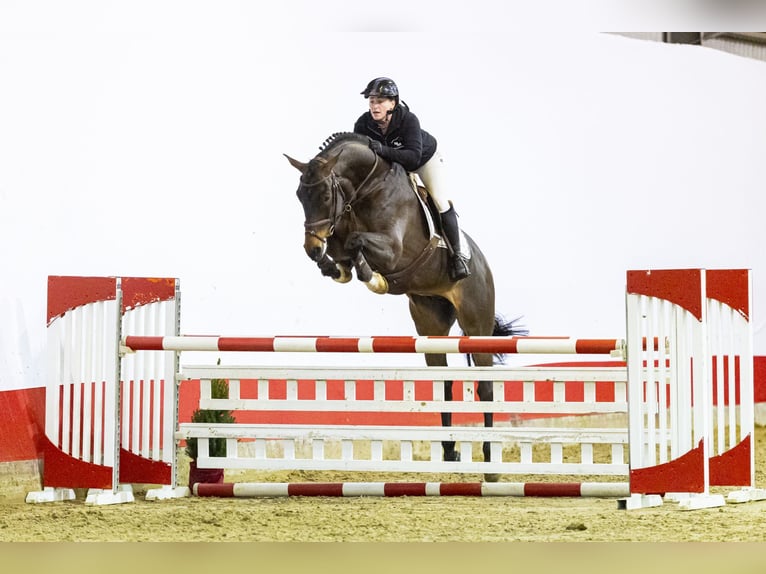 Zangersheide Caballo castrado 6 años 173 cm Castaño in Waddinxveen