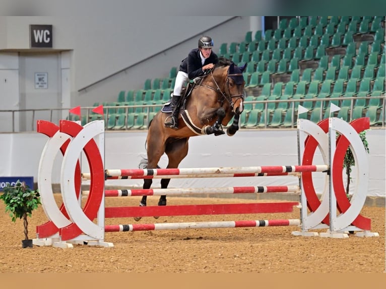 Zangersheide Caballo castrado 6 años 173 cm Castaño oscuro in Braunsbedra