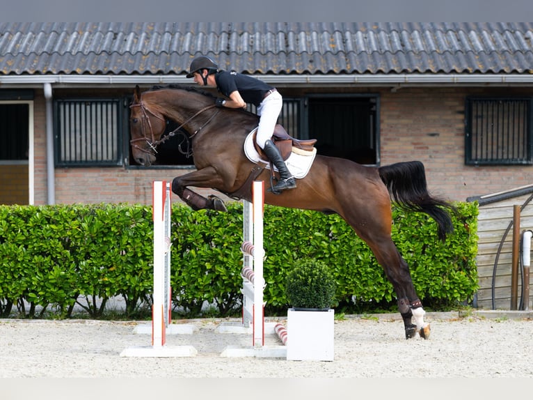 Zangersheide Caballo castrado 6 años 173 cm Castaño oscuro in Waddinxveen