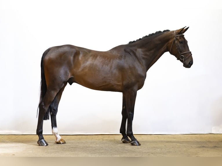 Zangersheide Caballo castrado 6 años 173 cm Castaño oscuro in Waddinxveen