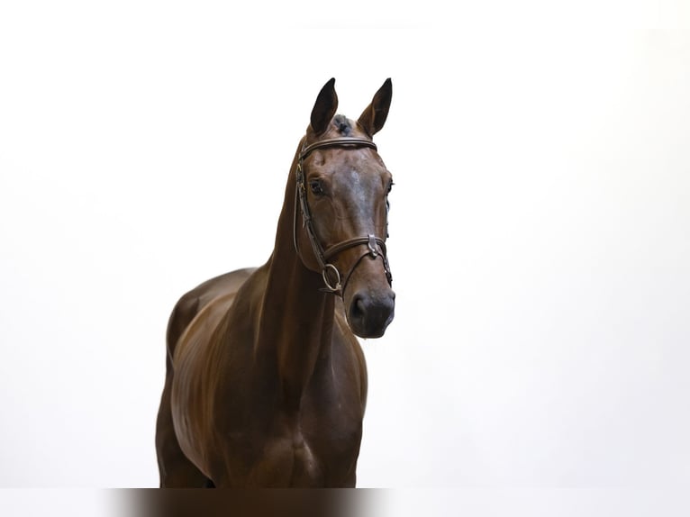 Zangersheide Caballo castrado 6 años 173 cm Castaño oscuro in Waddinxveen