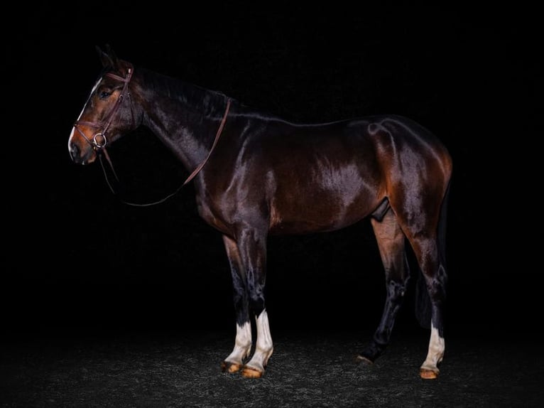 Zangersheide Caballo castrado 6 años 173 cm Castaño rojizo in Aix-en-Provence