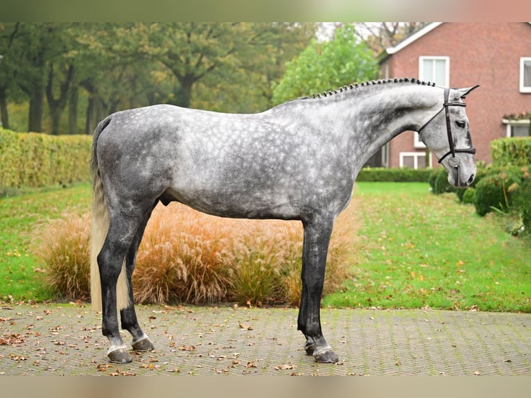 Zangersheide Caballo castrado 6 años 173 cm Tordo in Bladel