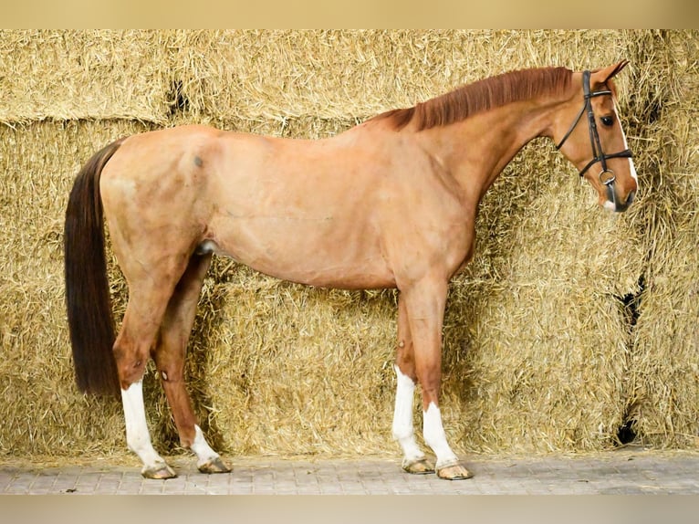 Zangersheide Caballo castrado 6 años 174 cm Alazán in Bladel