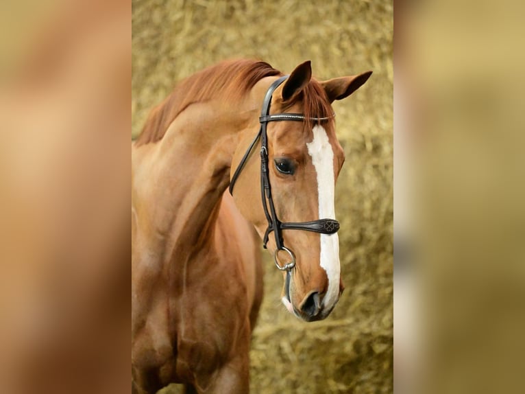 Zangersheide Caballo castrado 6 años 174 cm Alazán in Bladel