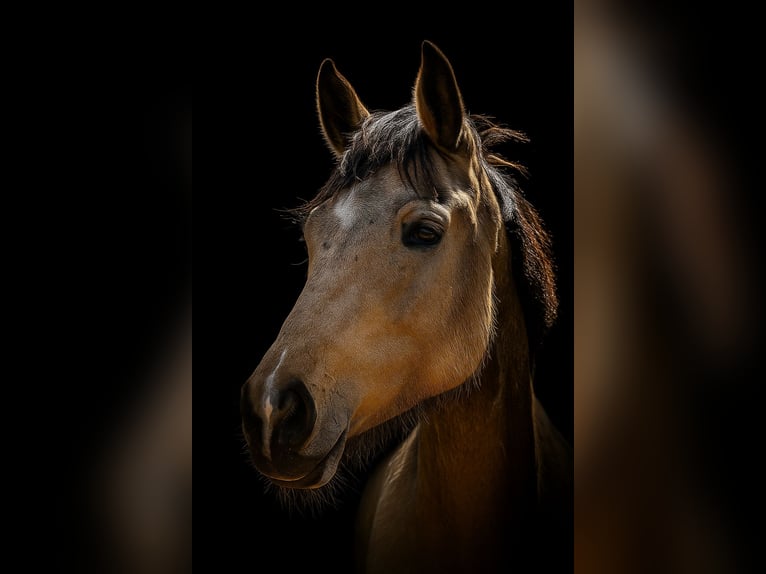 Zangersheide Caballo castrado 6 años 174 cm Buckskin/Bayo in Rudersberg