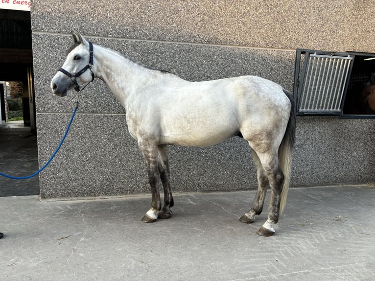 Zangersheide Caballo castrado 6 años 174 cm Tordo in Lier