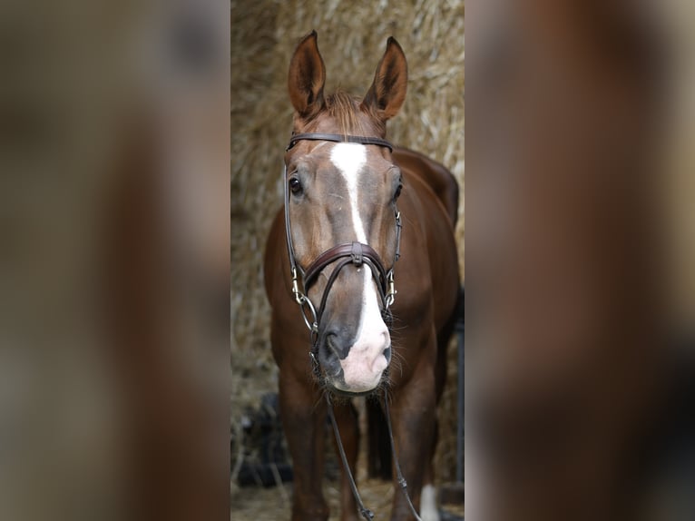 Zangersheide Caballo castrado 6 años 175 cm Alazán-tostado in Geilenkirchen