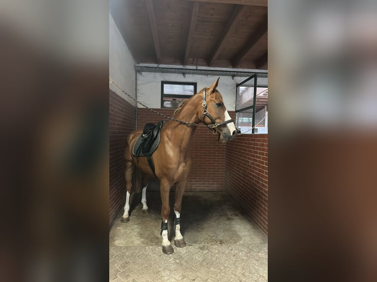 Zangersheide Caballo castrado 6 años 175 cm Alazán-tostado in Ljubljana