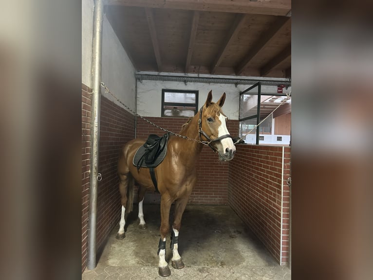 Zangersheide Caballo castrado 6 años 175 cm Alazán-tostado in Ljubljana