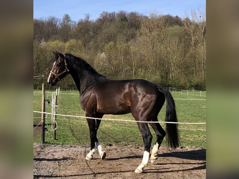 Zangersheide Caballo castrado 6 años 175 cm Castaño in Pfaffenhofen