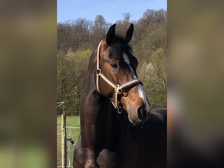 Zangersheide Caballo castrado 6 años 175 cm Castaño in Pfaffenhofen