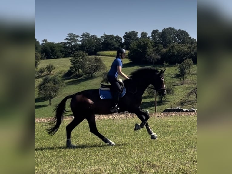 Zangersheide Caballo castrado 6 años 175 cm Castaño in Pfaffenhofen