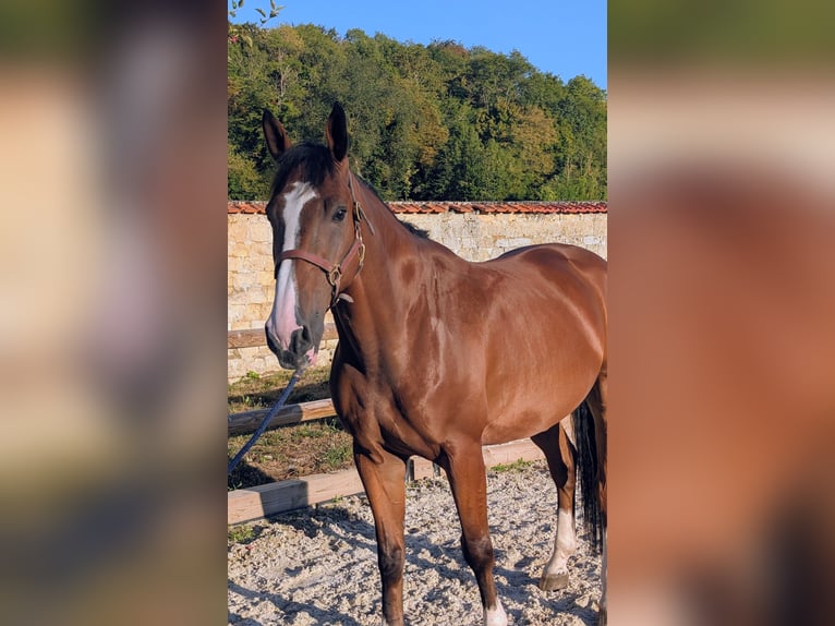 Zangersheide Caballo castrado 6 años 175 cm Castaño claro in Presles